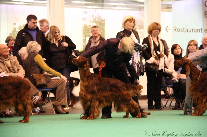 Crufts2011_2 160.jpg